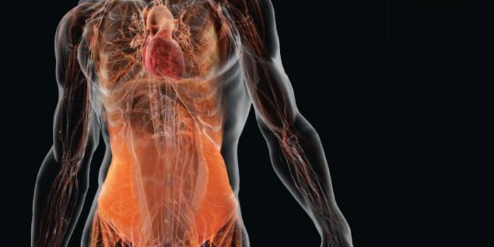 841x1024 Human Anatomy Wallpaper Wallpapersafari for Image Of Human Anatomy