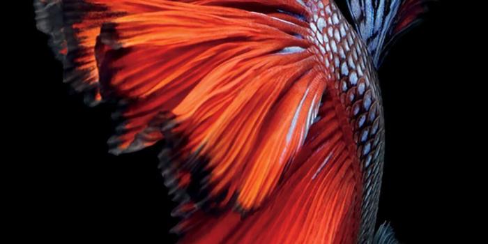 1080x1921 Iphone 7 Default Wallpaper | iPhoneWallpapers | Iphone 7 default