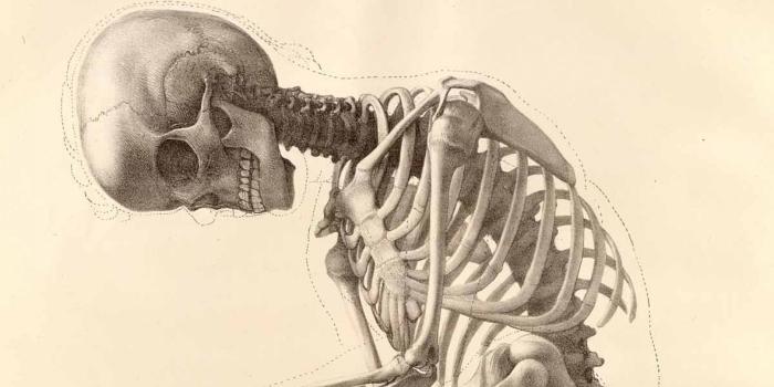 1680x1050 Human anatomy wallpaper Gallery