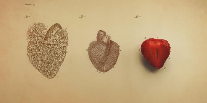 1920x1080 Anatomy Wallpaper HD (63+ images)