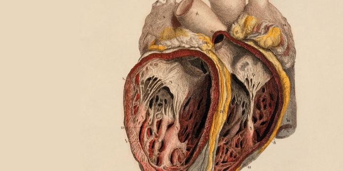 3840x2160 Human Anatomy Wallpaper ,Wallpaper Download , (52) - accomodations.asia