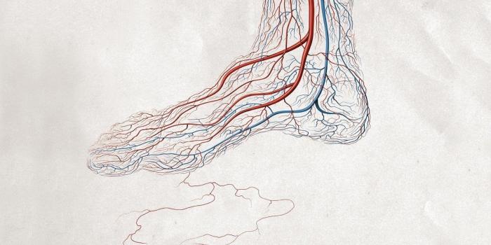 1680x1050 63 Anatomy HD Wallpapers | Background Images