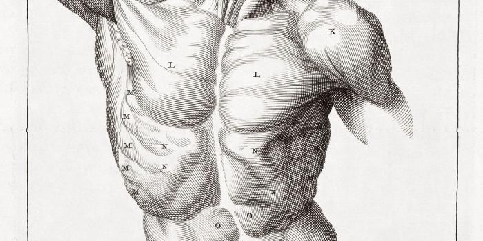 1238x2063 anatomy human wallpaper (#705127) | Anatomy | Anatomy