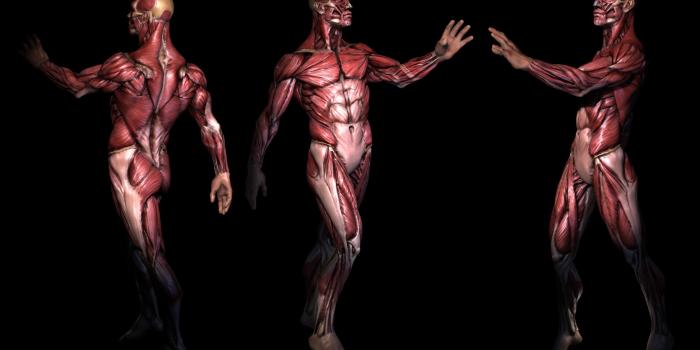 2615x1667 Human Anatomy Wallpapers Photo » Download Wallpaper Laptop HD