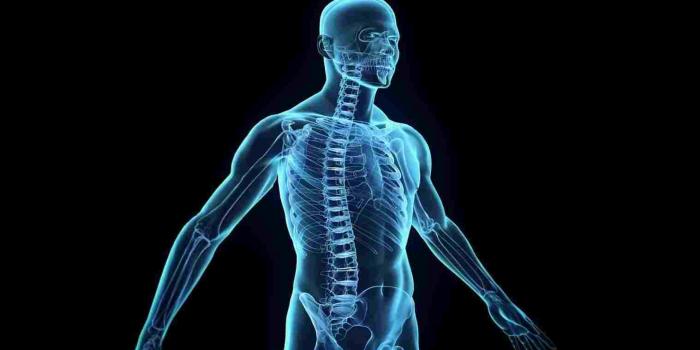 1517x853 Human All Body Hd Wallpaper | Diagram Of Anatomy