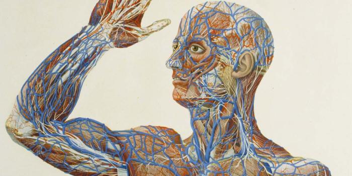 1500x1133 Human Anatomy Wallpaper ,free download, (52) - cerc-ug.org