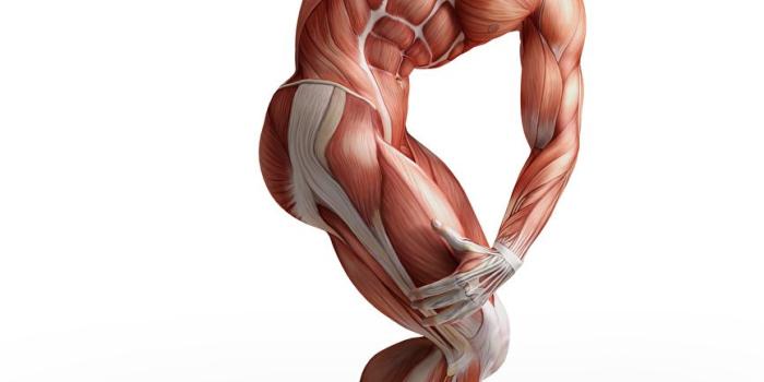 866x1024 Wallpaper Men Muscle Human Anatomy White background