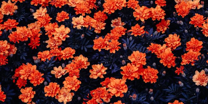 2560x1600 This is one of the Gnome default wallpapers in Kali Linux 2.0