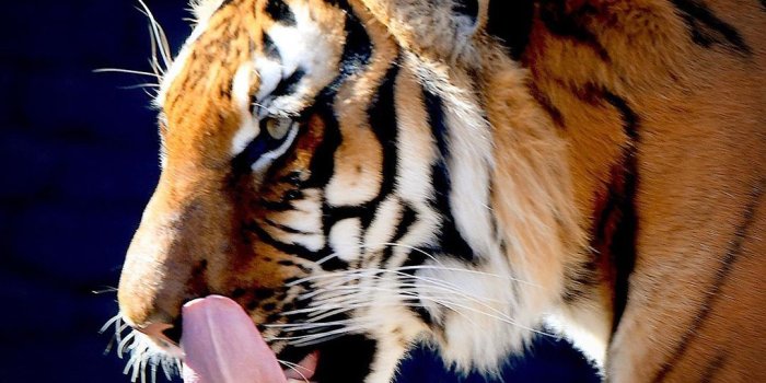 1080x1080 Instagram #zootigers 圖片，視頻下載| TwGram