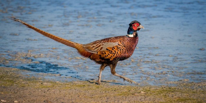 1600x900 Bat Patronus Meaning