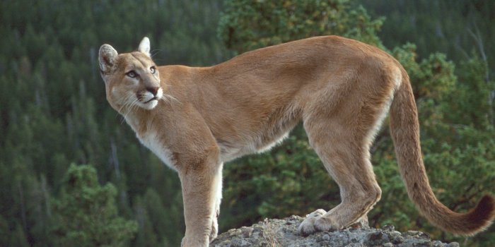 1536x1023 Sanctuary || [Big Cat RP] [Sign Ups CLOSED] :|: Lioden