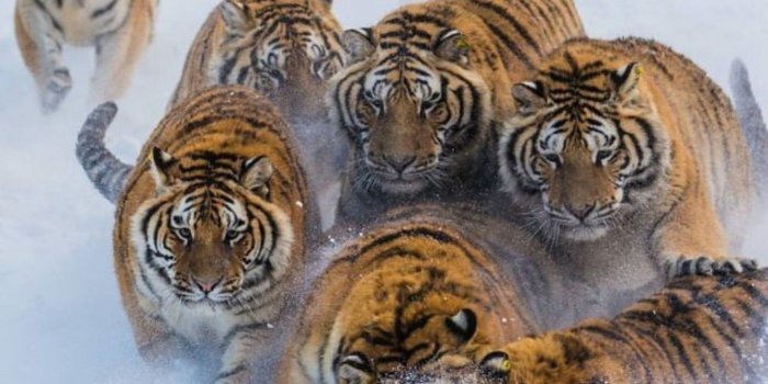1440x1407 Trish on Tigers | Cats, Animals and Wild tiger