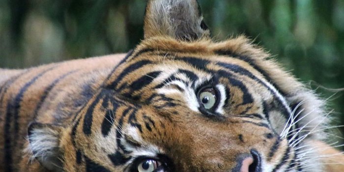 1080x769 Instagram #zootigers 圖片，視頻下載| TwGram