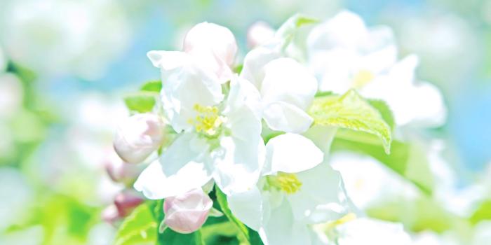 2560x1600 Pastel Floral Wallpaper #Cxo | Kenikin