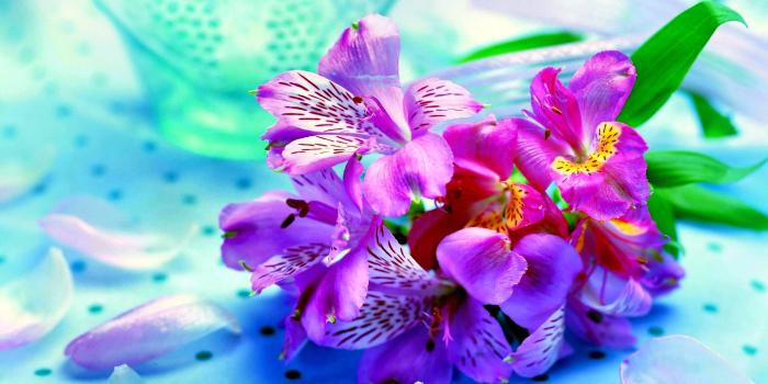 2880x1800 Pastel Floral Wallpaper For Android #JcF