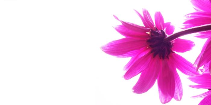 1920x1040 HQ RES Cute Girly Desktop Wallpaper