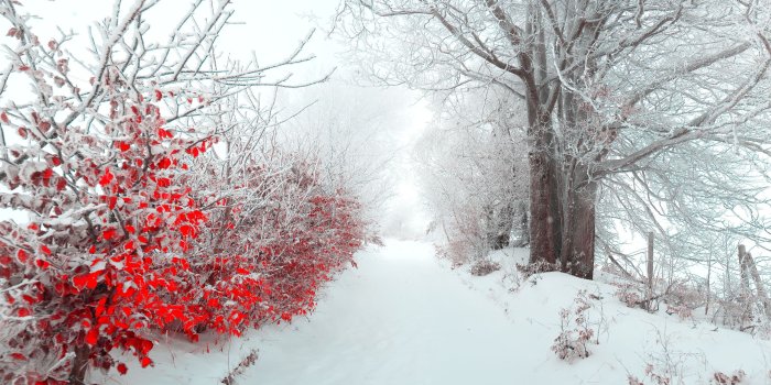 2560x1600 Landscape tree nature beautiful snow winter christmas f wallpaper