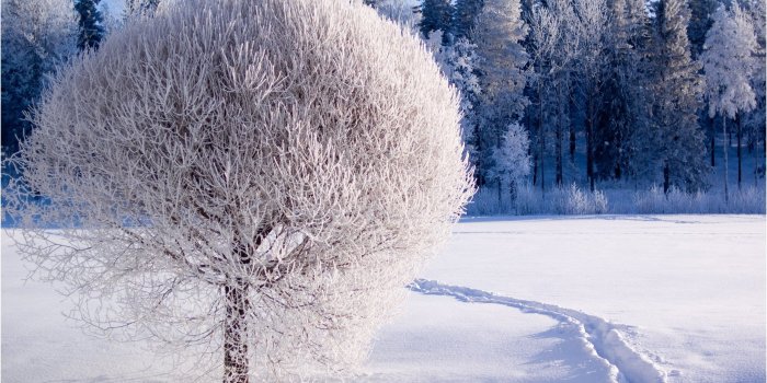 2560x1600 Snow, Fresh, Freedom, Beautiful,HD Wallpapers, Cool Images, Nature