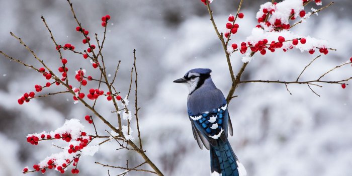 1920x1200 Beautiful Snow Bird wallpaper | 1920x1200 | #11640