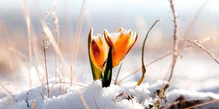 2048x2048 Flowers in Snow Wallpapers - Top Free Flowers in Snow Backgrounds