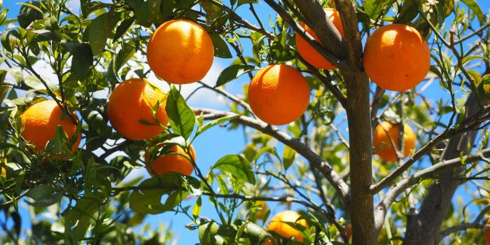 3840x2400 Download wallpaper 3840x2400 oranges, fruit, orange tree, citrus 4k