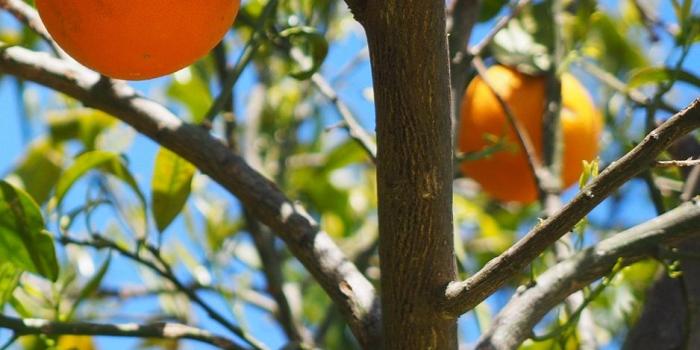938x1668 Download wallpaper 938x1668 oranges, fruit, orange tree, citrus