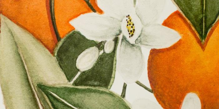 2100x3146 Blooming Citrus Wallpaper | Anewall Mural Wallpapers