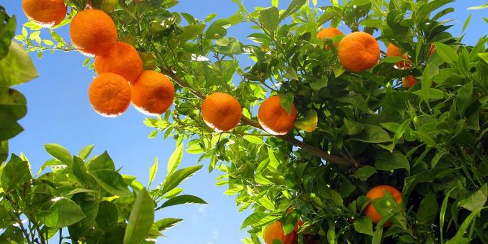 1024x768 Orange Fruit Wallpaper HD Pictures – One HD Wallpaper Pictures