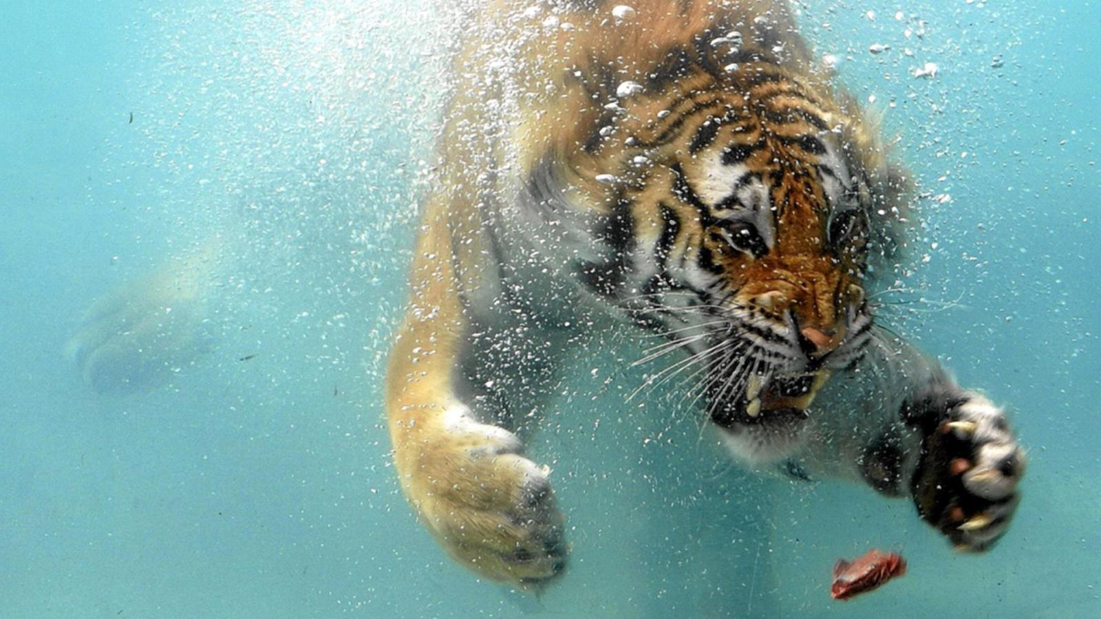 1920x1080 Swimming Tiger HD Wallpaper » FullHDWpp - Full HD Wallpapers 1920x1080