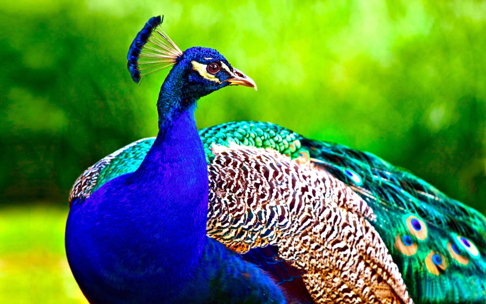 4096x2560 Peacock HD Wallpapers | 7wallpapers.net