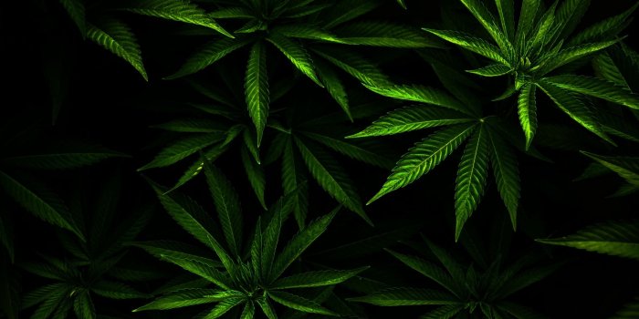 1920x1200 Best 45+ Ganja Backgrounds on HipWallpaper | Ganja Wallpaper, Ganja