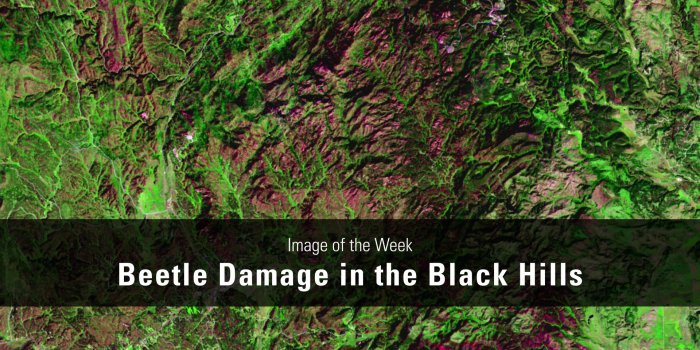 1920x1080 Image of the Week - Beetle Damage in the Black Hills