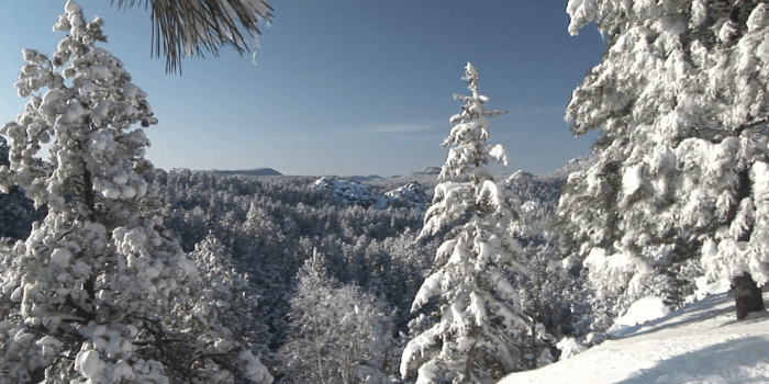 1920x1080 Forest Black Hills Winter Snow Stock Video Footage - Storyblocks Video