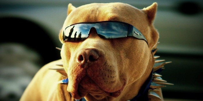 1600x1000 Cool Dog Backgrounds