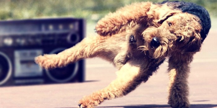 1414x1128 Dog Wallpaper, Cool Dogs, Amazing Dogs, Cute Dog Images, Desktop