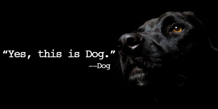 1920x1227 cool dog wallpaper