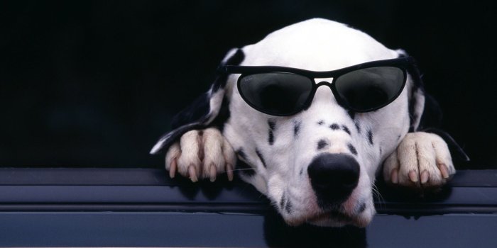 1680x1050 Cool Dog wallpaper | 1680x1050 | #12306