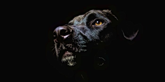 1920x1080 Cool Dog Wallpapers - Top Free Cool Dog Backgrounds - WallpaperAccess