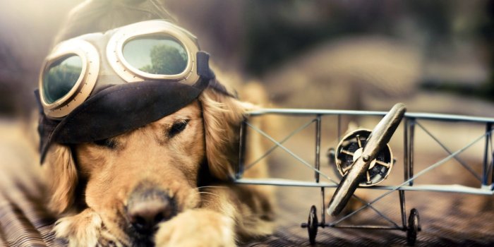 1920x1080 Dog Wallpaper Photography Hd Desktop Wallpapers 4k - Cool