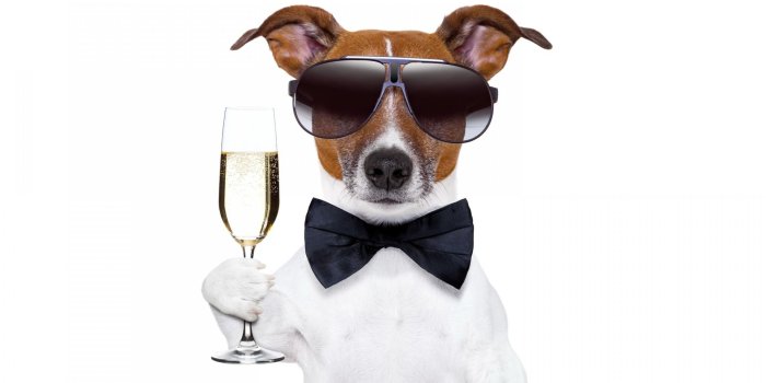 1920x1200 Toast for a Happy New Year, Cool Dog, Champagne widescreen wallpaper