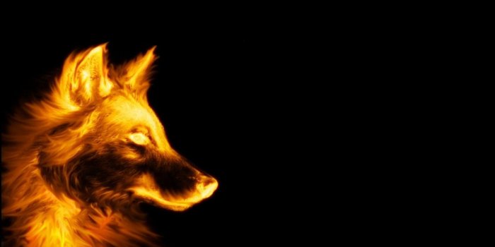 1920x1200 Cool Dog Desktop Wallpapers - Top Free Cool Dog Desktop Backgrounds