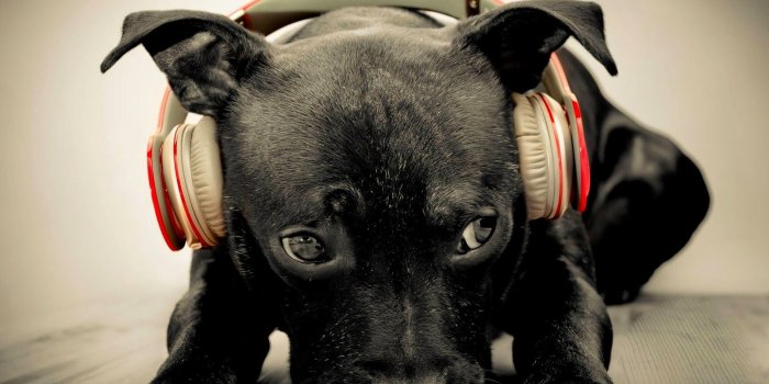 1600x1200 Desktop Wallpaper || Background Screensavers: Cool Dogs Picture For