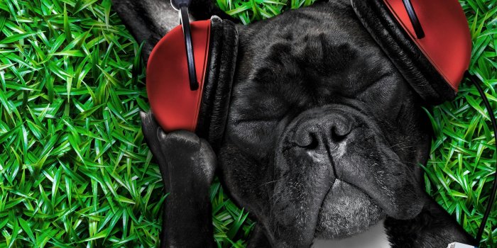 2560x2560 A Cool Dog Listening To Music Animals QHD Wallpaper - Wallpaper