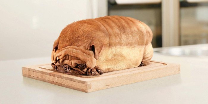 1600x1200 Cool Dog Backgrounds