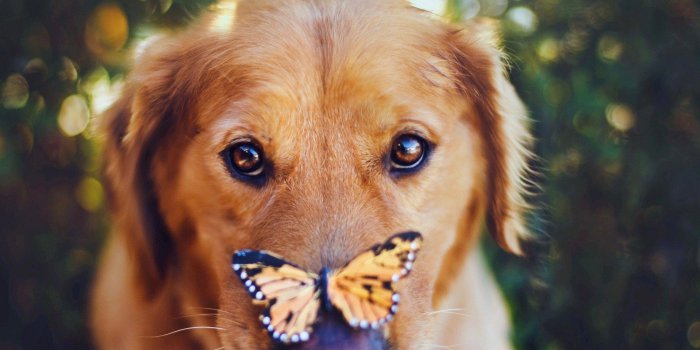 1920x1200 Dog Cool Wallpaper - Wallpaper, High Definition, High Quality