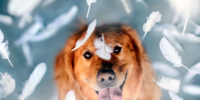 1920x1200 Cool Happy Dog Wallpaper #6781858