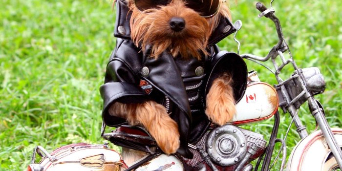 2048x2048 Cool Dog Style HD Wallpaper - WallpaperFX