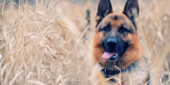 1228x768 New Dogs Wallpapers | Download High Quality HD Images