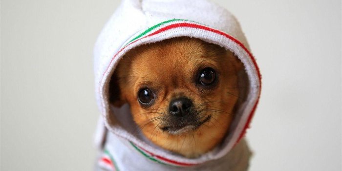 1280x800 Cool Dogs Wallpapers