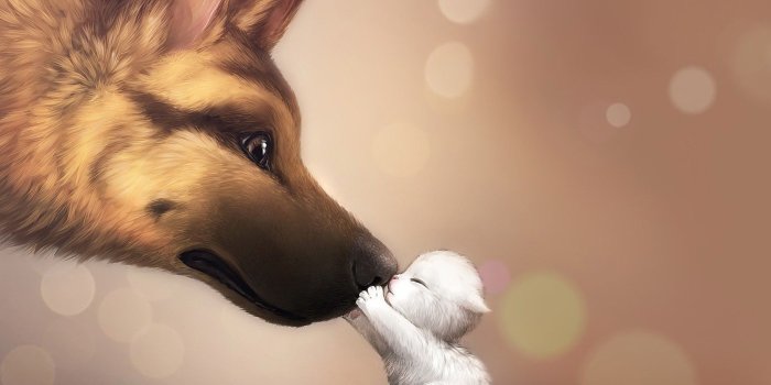 1697x1015 Dog Wallpaper, Cool Dogs, Best Friend, Cute Dog Images, Desktop